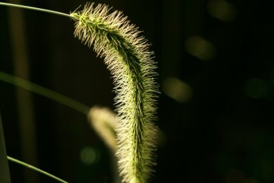 Backlit-grass-II.jpg