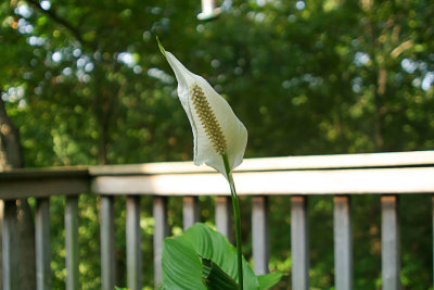 Deck-Flower-II.jpg