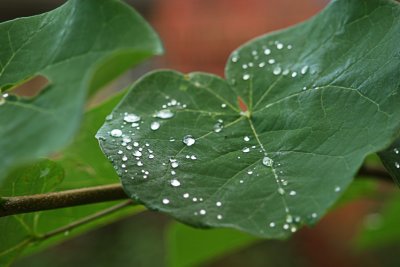 Rain-drops-on-leaves-II.jpg