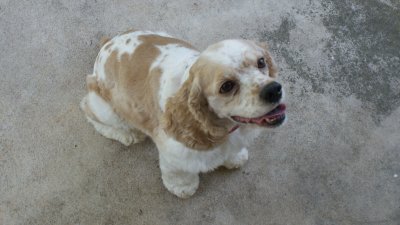 newly_home_puppymaggie