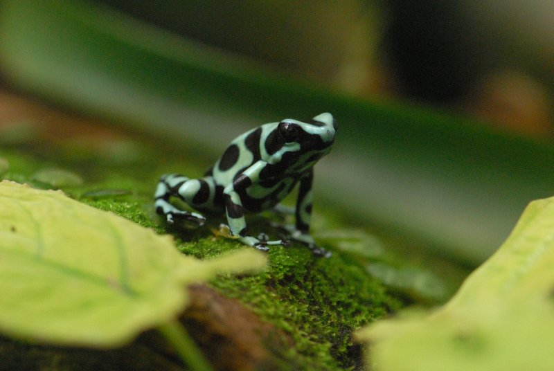 Green and Black Poison Frog