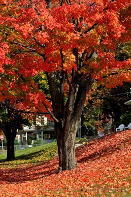 Pretty until you have to rake.....