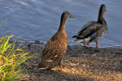 Mallard Family-20080908_07_Nearly Full Grow.JPG