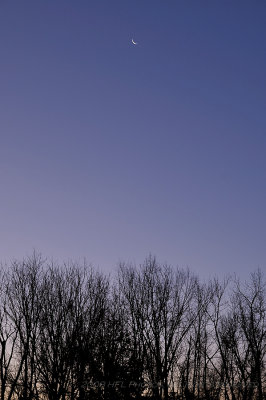 Predawn Violet Sky, with Crescent Moon