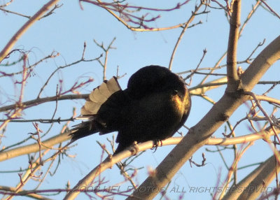 Grackle faning its tail (in mating ploy?)