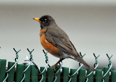 American Robin, Plain and Simple