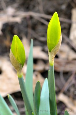 Daffodil Buds