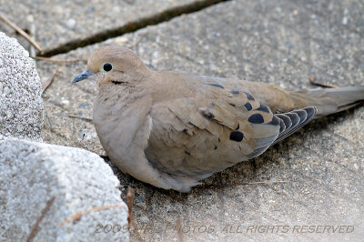 Pair of Mourning Doves 03.JPG