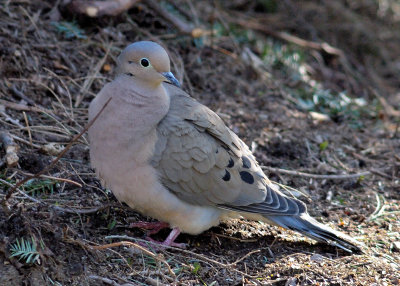 Mourning Doves re-appear - #1
