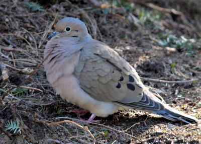 Mourning Doves re-appear - #2