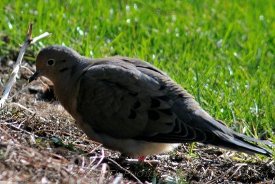 Mourning Doves re-appear - #3