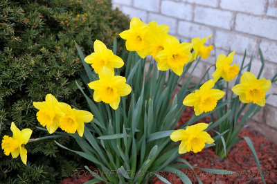 Daffodils_20090415_02 Neighbors.JPG
