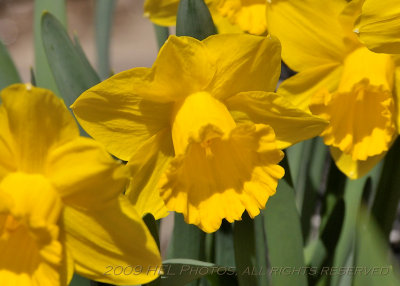 Daffodils_20090417_03 backyard.JPG