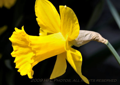Daffodils_20090417_38 backyard.JPG