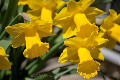 Daffodils_20090417_41 backyard.JPG