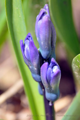 Hyacinths _20090417_46 Backyard.JPG