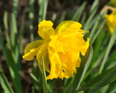 Daffodils 35-70_20090418_54 Backyard.JPG