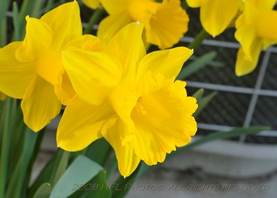 Daffodils 35-70_20090418_58 Backyard.JPG
