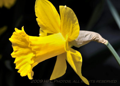 Daffodils_20090417_38b backyard.JPG