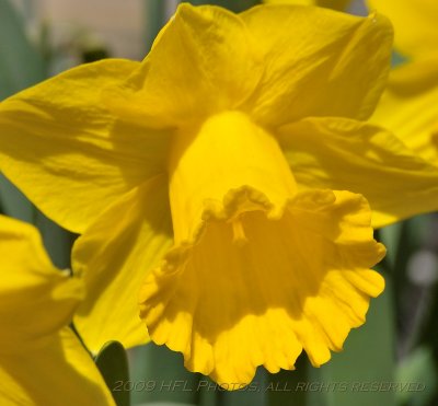 Daffodils_20090417_08 backyard.JPG