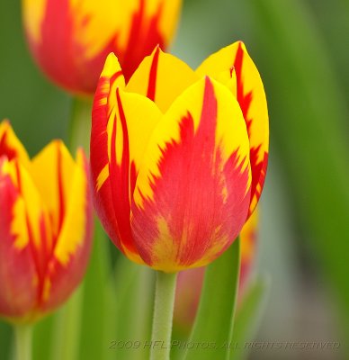 Tulips at Peak11.JPG