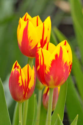 Tulips at Peak12.JPG
