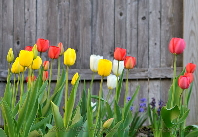 Early Tulips at Peak08.JPG