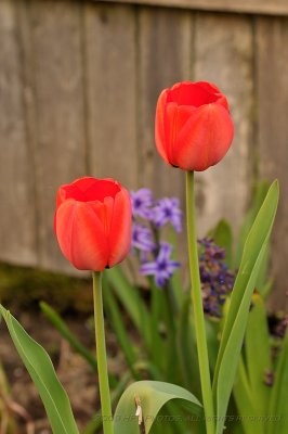 Early Tulips at Peak12.JPG