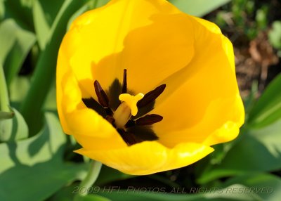 Early Tulips at Peak18.JPG