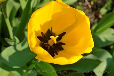 Early Tulips at Peak24.JPG