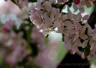 Misc Shots_20090501_23 Flwrs aftr Rain.JPG