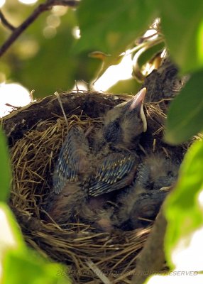 Look, ma, I've got wings........