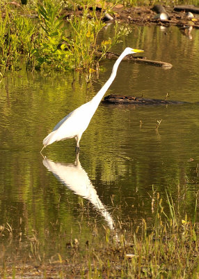 01 Audubon Zoo and River Birds.JPG