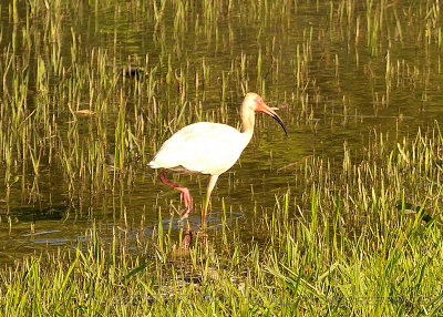 02 Audubon Zoo and River Birds.JPG