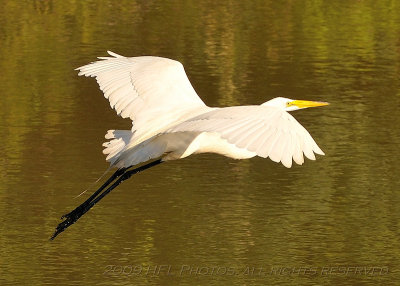 04 Audubon Zoo and River Birds.JPG