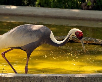 12 Audubon Zoo and River Birds.JPG