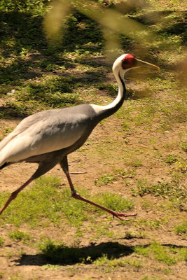 14 Audubon Zoo and River Birds.JPG