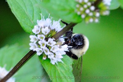 Bees in Mint Patch 20090819_06 Backyard.JPG