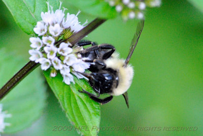 Bees in Mint Patch 20090819_07 Backyard.JPG