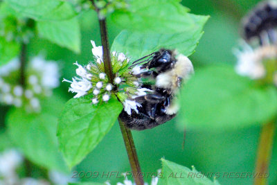 Bees in Mint Patch 20090819_45 Backyard.JPG