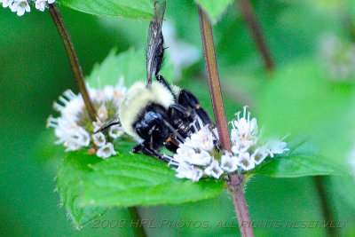 Bees in Mint Patch 20090819_61 Backyard.JPG