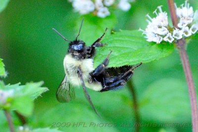 Bees in Mint Patch 20090819_67 Backyard.JPG