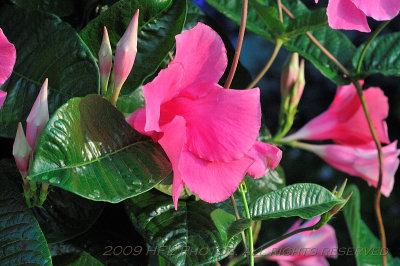 Mandevilla Vine on Street Post