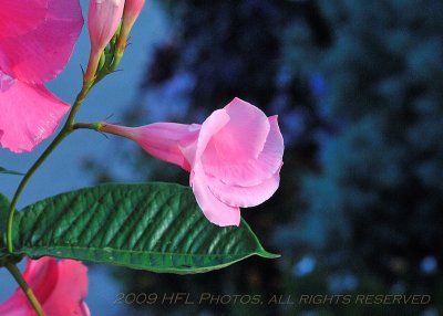 Week 34 #2 - Mandevilla Vine Adolescent on Street Post