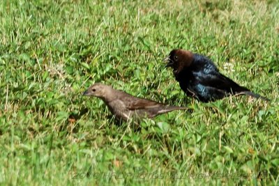 Jarvis Ave 20100625_46 Signs & Birds.JPG