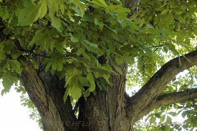 20100711_39 Tanglewood Shots.JPG