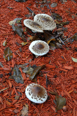 20101027_05 Mushrooms.JPG