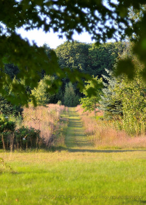 Trees at Sunset 20090917_10A.JPG