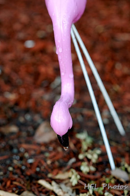 Day 2:  Plastic Flamingo Foraging in the Rain