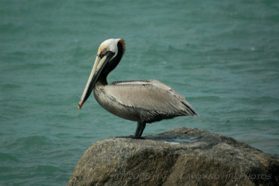 Florida Birds and Fish